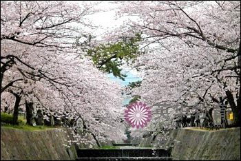 上野公园的樱花（上野公園の桜）